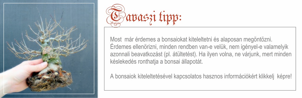 bonsai atultetese, bonsai alakitas, bonsai szabadgyokerrel